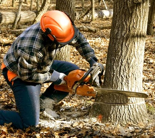 Tree Removal in Alamo, NV